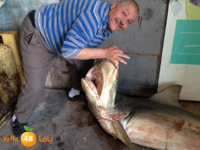 minashark328 (3).JPG